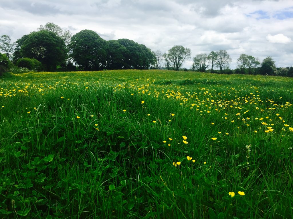 summer has arrived and everything is lush and blooming